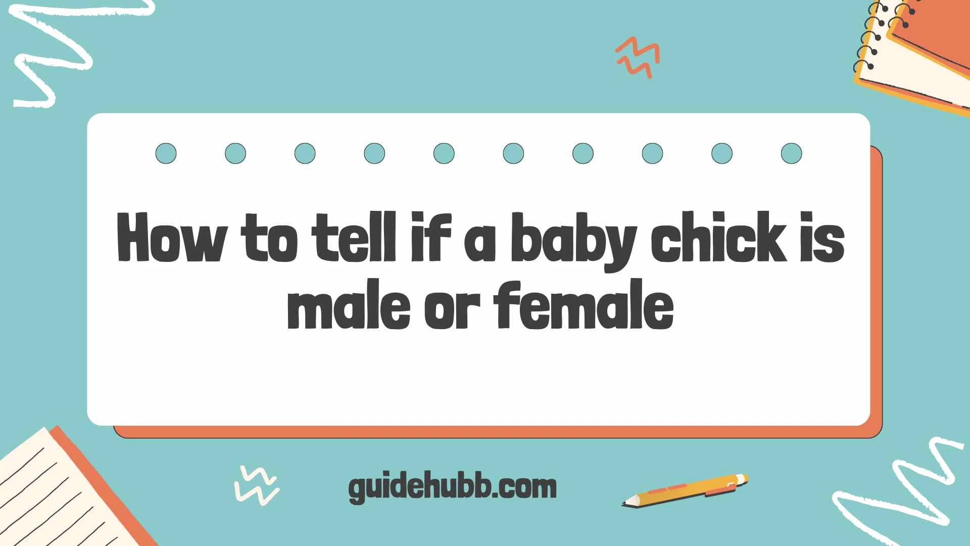 how to tell if a baby chick is male or female